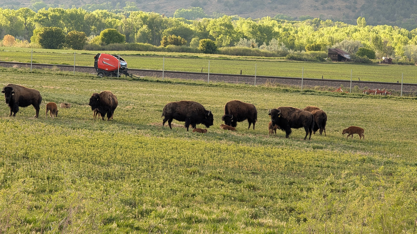 COMING SOON- Bison Cuts and grinds